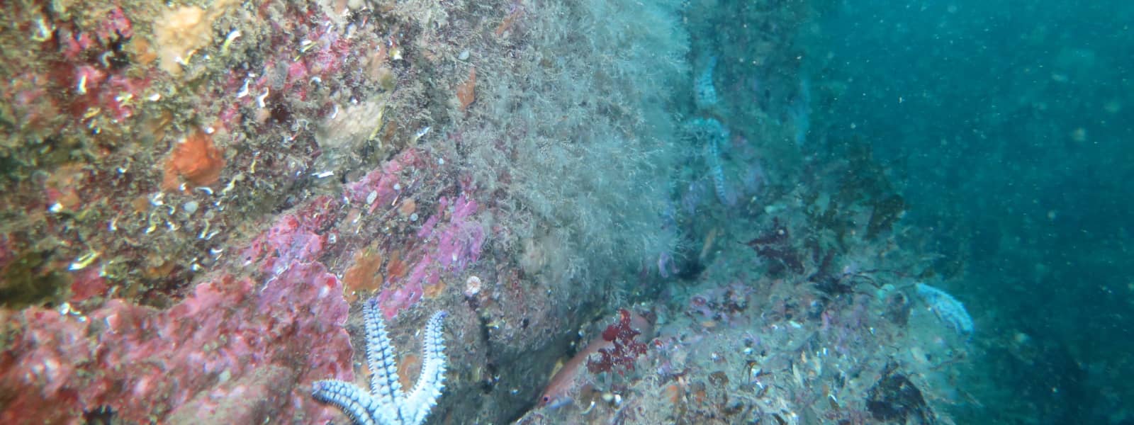 New study shows co-benefits increase value of blue ecosystems 10- to 100-fold beyond carbon sequestration alone